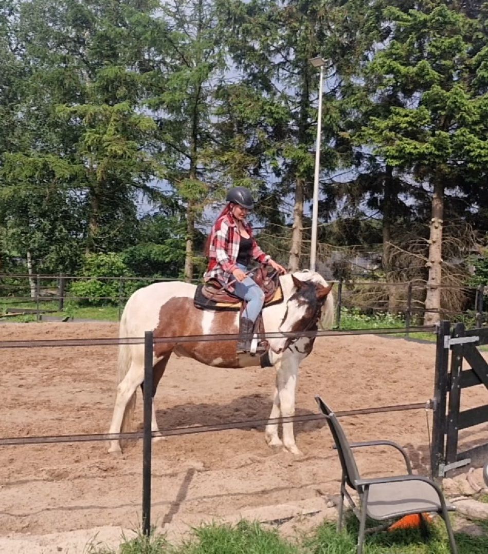 beleren jong paard
