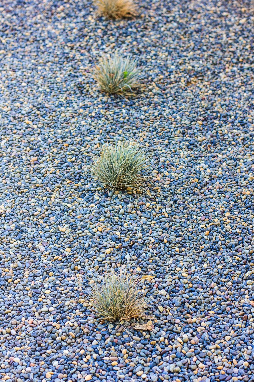 Four small tufts of green grass on a bed of small, blue-gray gravel.