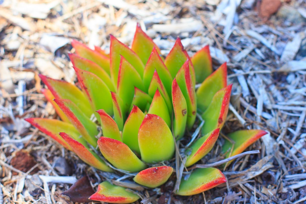 Green succulent plant with red-orange edges, growing on dry ground.
