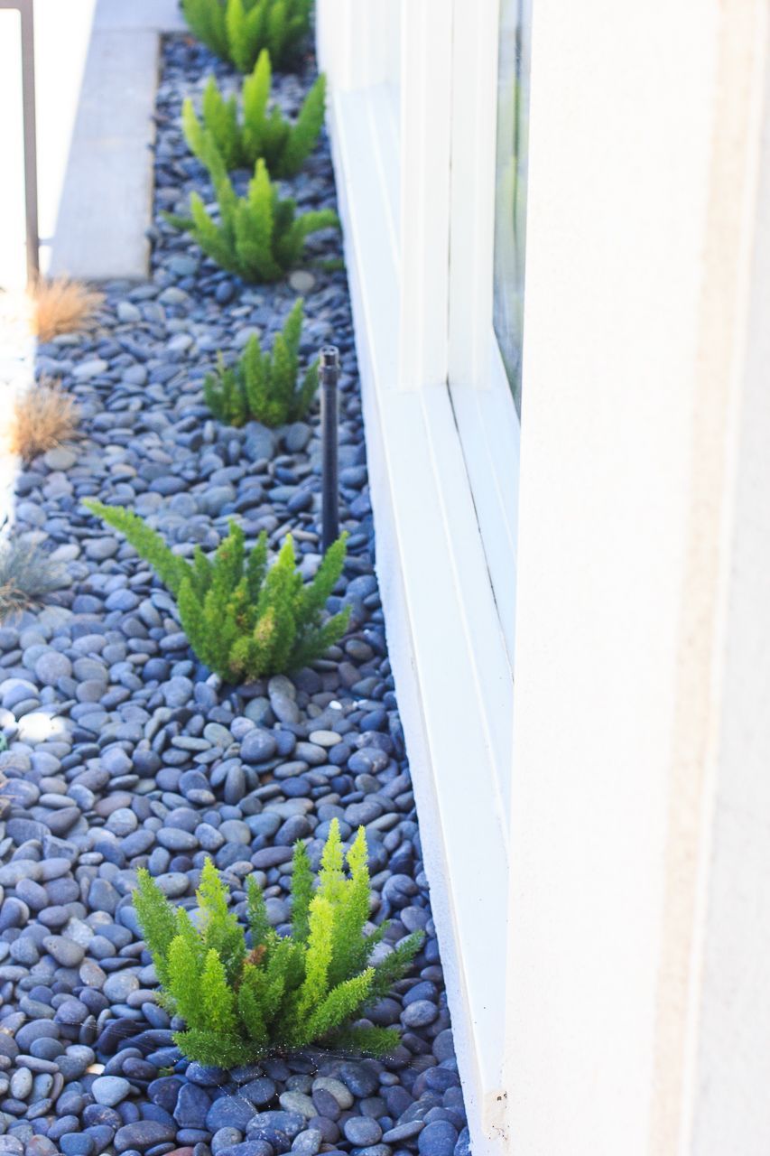 Row of green plants in black river rocks along a white building.