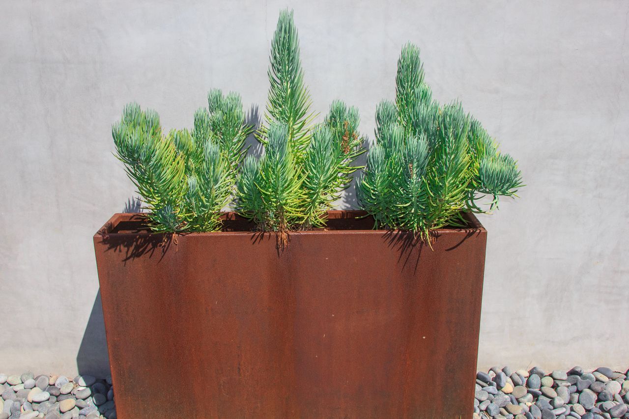 Rust-colored planter box with blue-green plants against a gray wall.