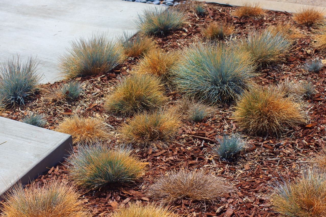 Clumps of blue and tan ornamental grasses in a mulched garden bed.