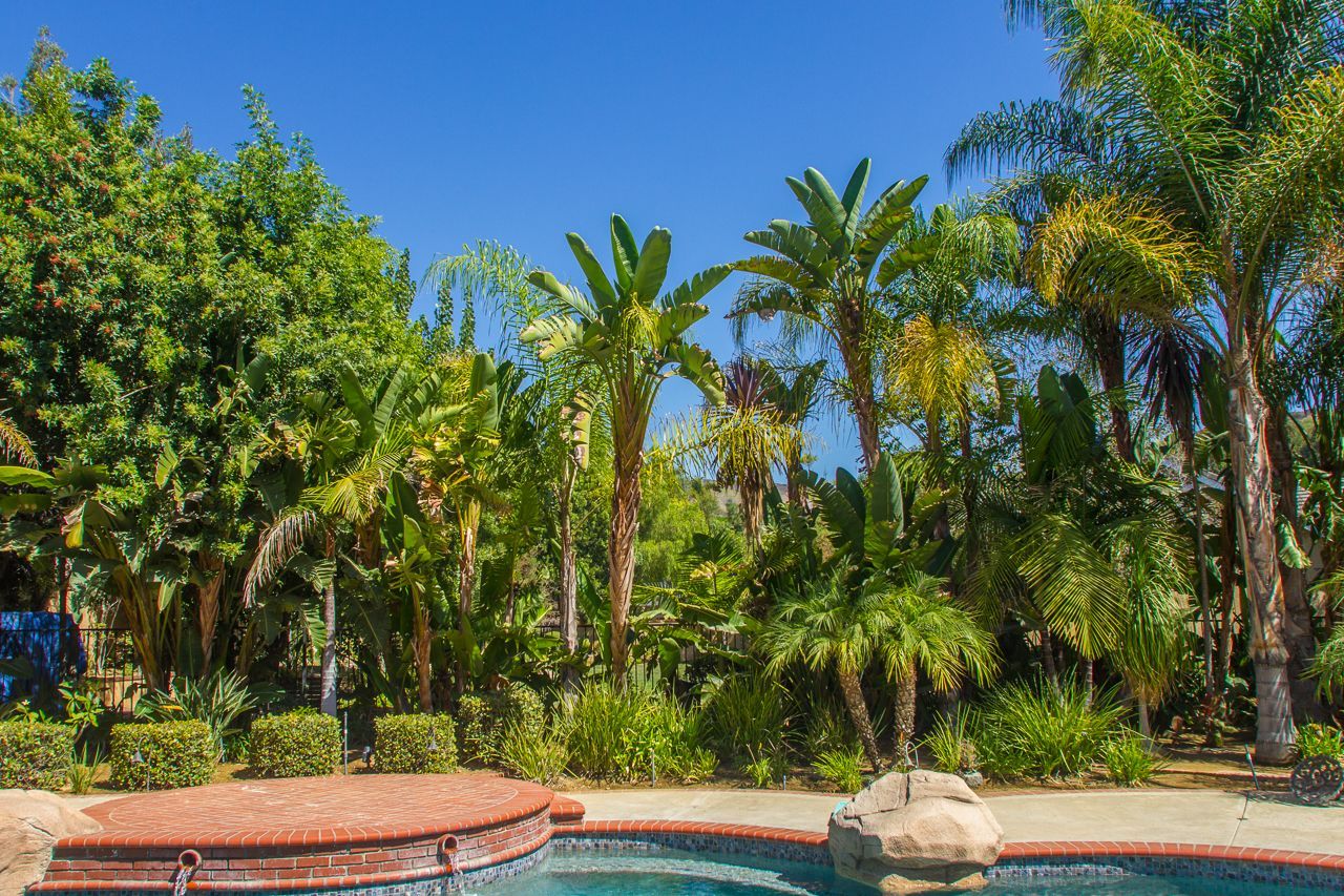 Pool surrounded by lush tropical landscaping; palm trees and greenery under a blue sky.