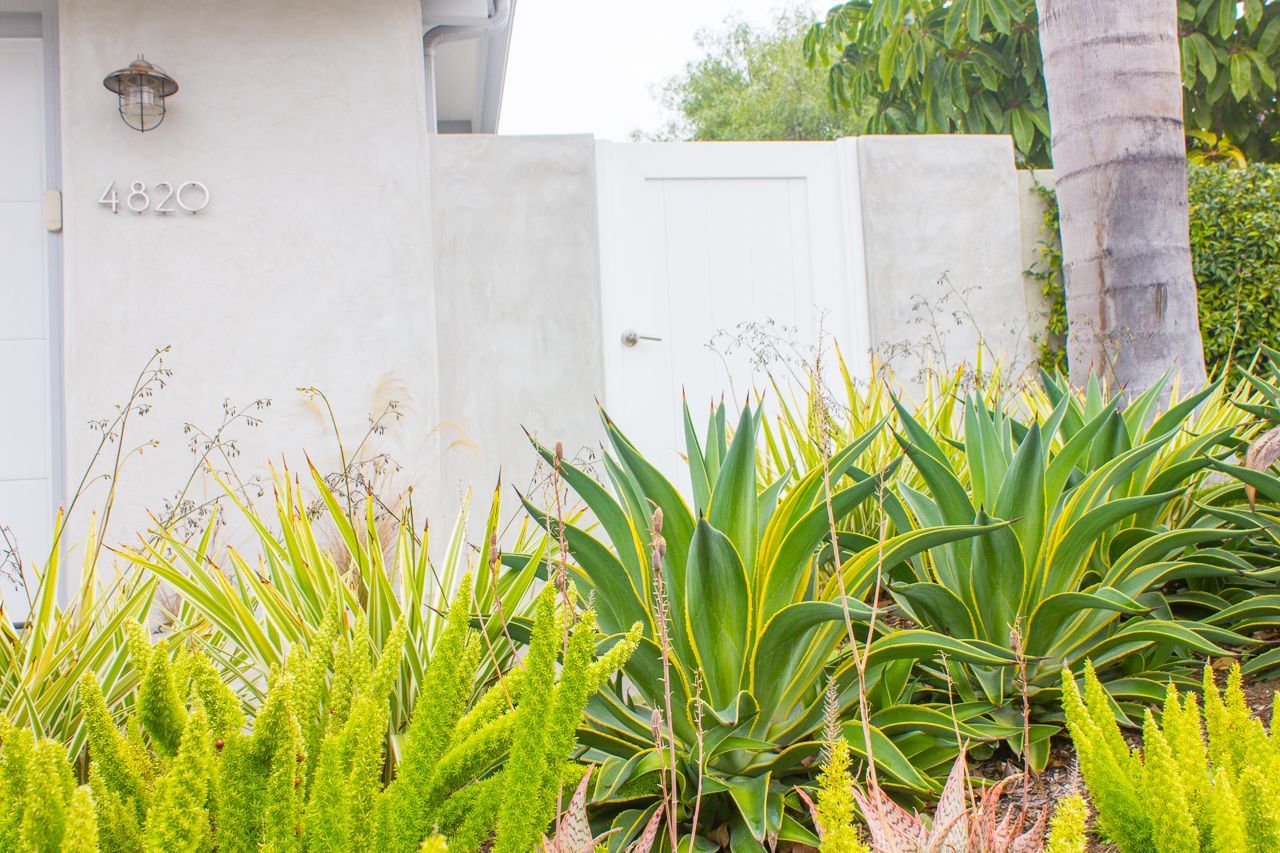Green and yellow plants in front of a white wall, door, and a building with the number 4620.