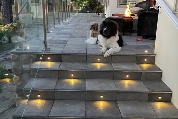 Two small dogs sitting on outdoor steps by a lit walkway at dusk