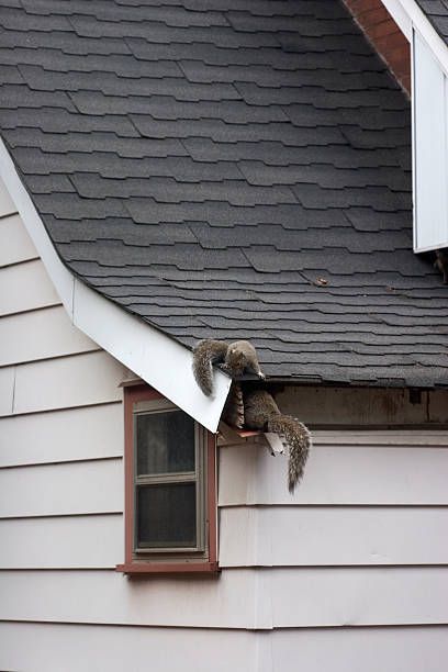 Humane Animal Removal Service in Oswego, IL