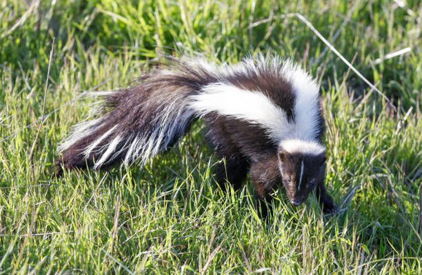 Skunk Removal Service in Oswego, IL