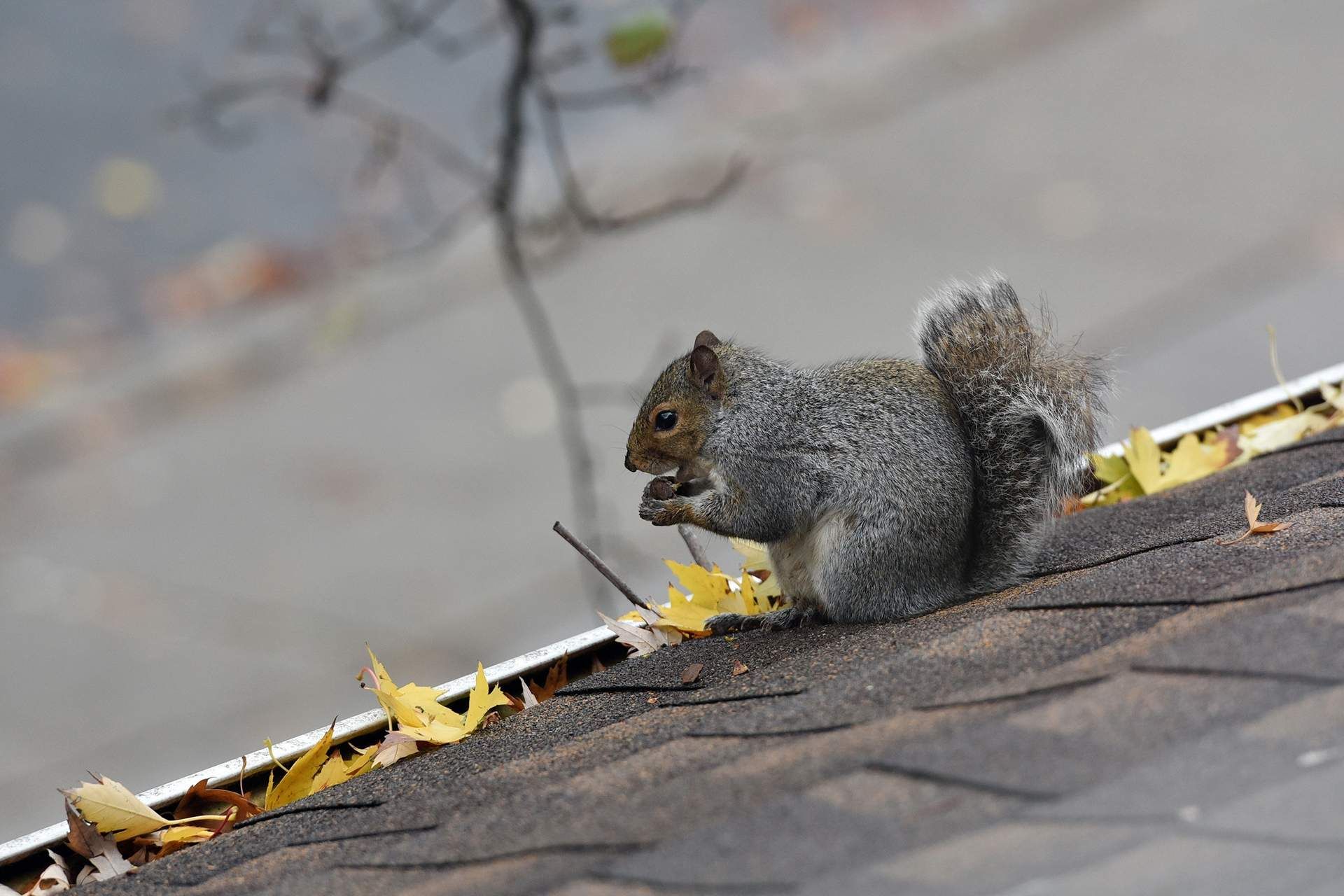 Animal Removal Service in Oswego, IL