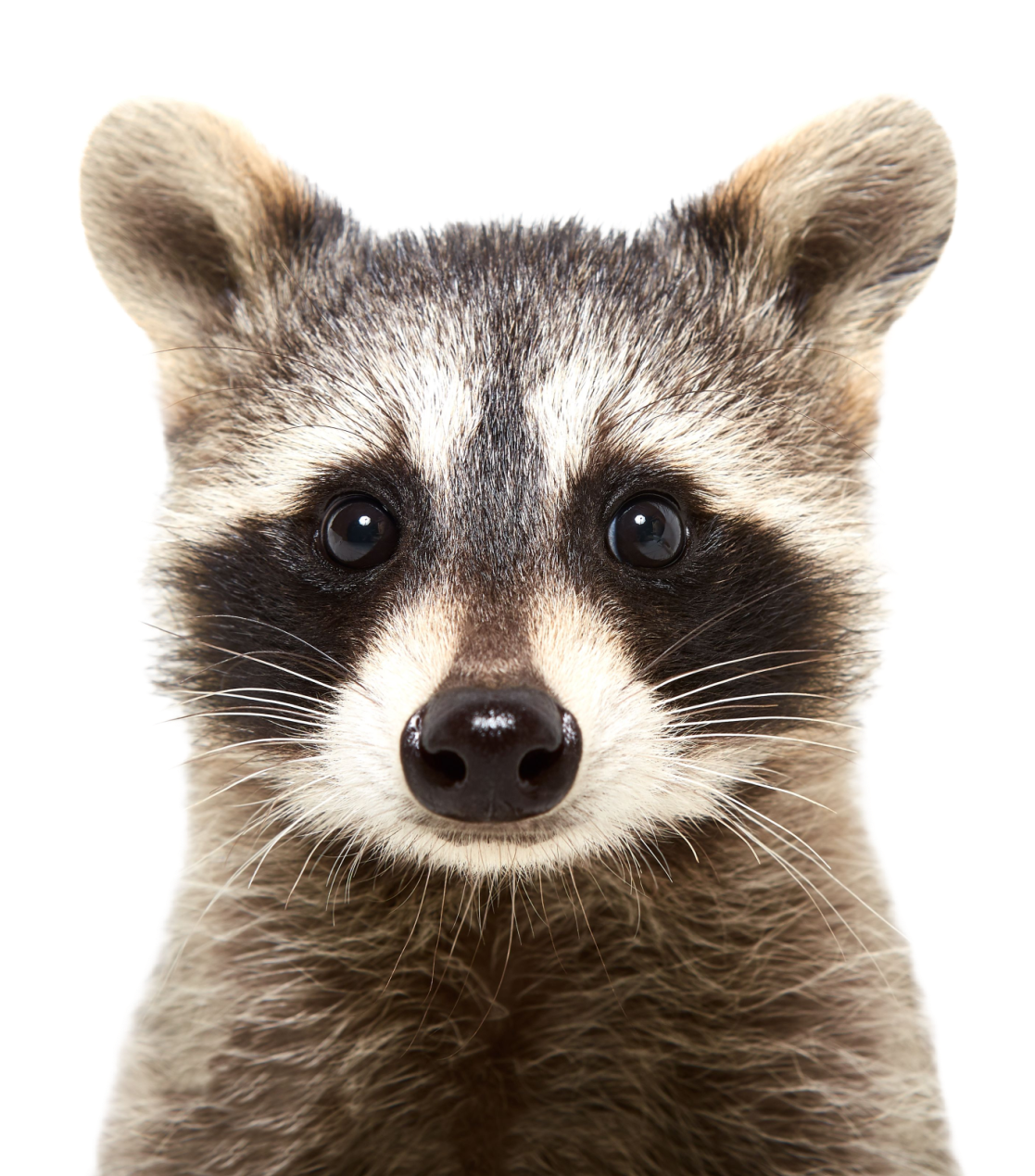 raccoon