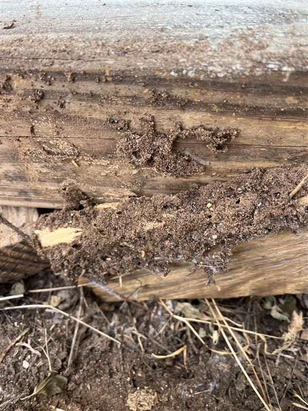 Close-up of muddy, weathered wood with dirt and dried grass at the base.