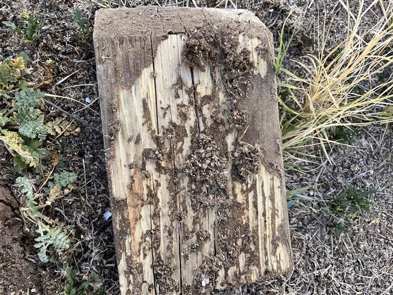 Weathered wooden post with peeling paint and dirt, surrounded by grass and weeds.