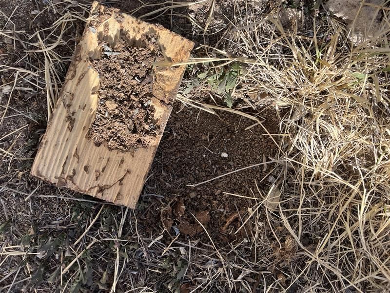 Open beehive box with bees swarming on dry grass and dirt