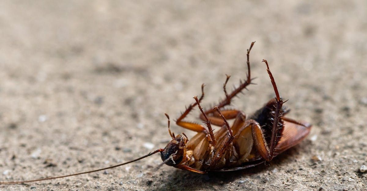 A dead cockroach lying on its back on a sandy surface.
