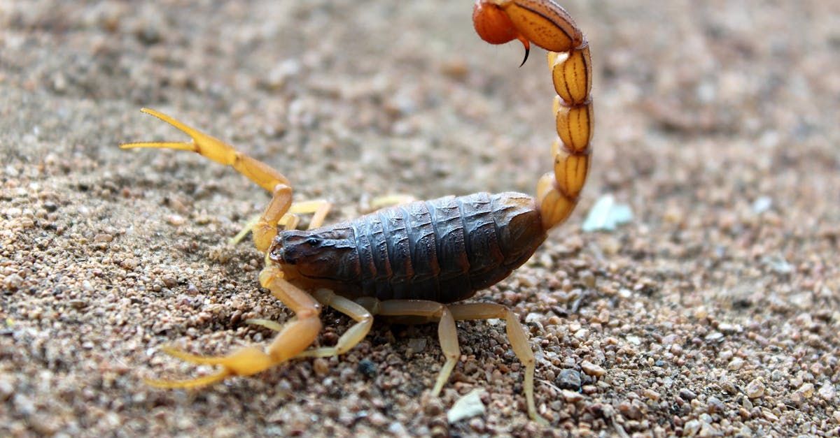 Yellow-brown scorpion on sandy ground with curled tail raised