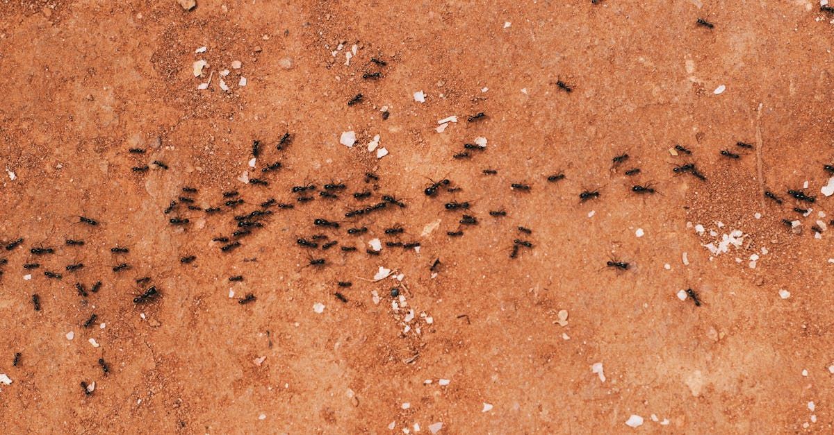 Several ants scattered across reddish-brown dirt with a small pale stone fragment