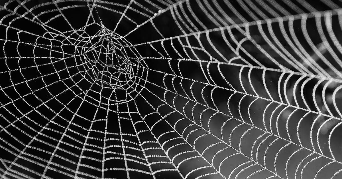 Black-and-white close-up of a spider web with radial and spiral threads