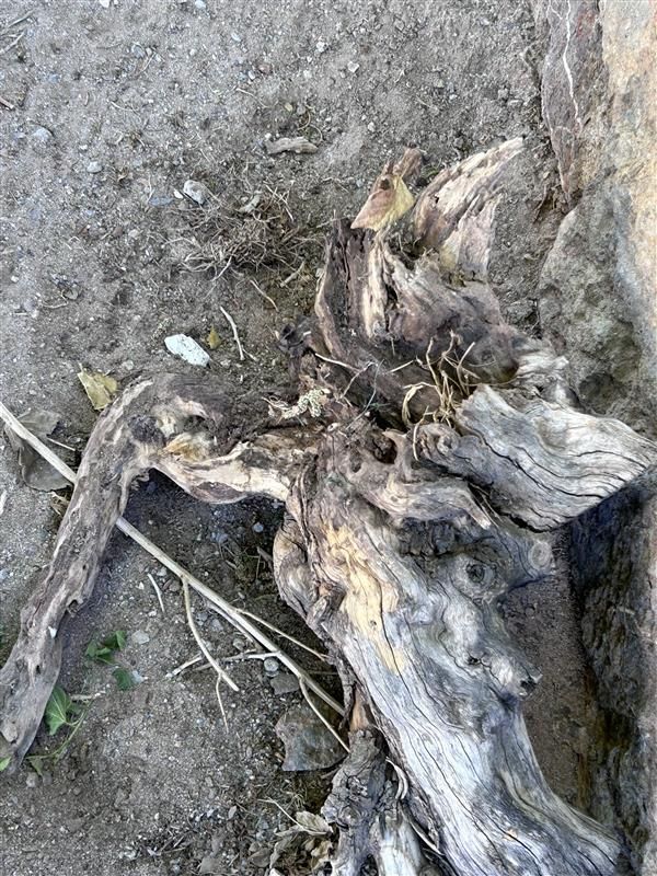Weathered tree root on dirt ground, with gray and brown bark remnants.