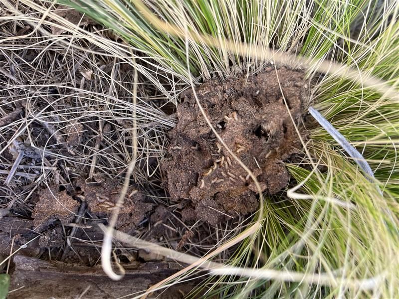 Clump of dry grass with a close-up dirt mound, likely a small animal burrow or nest entrance.