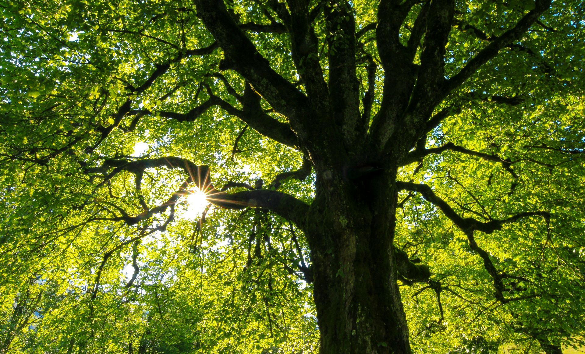 Large mature tree with green leaves and sunlight shining through.