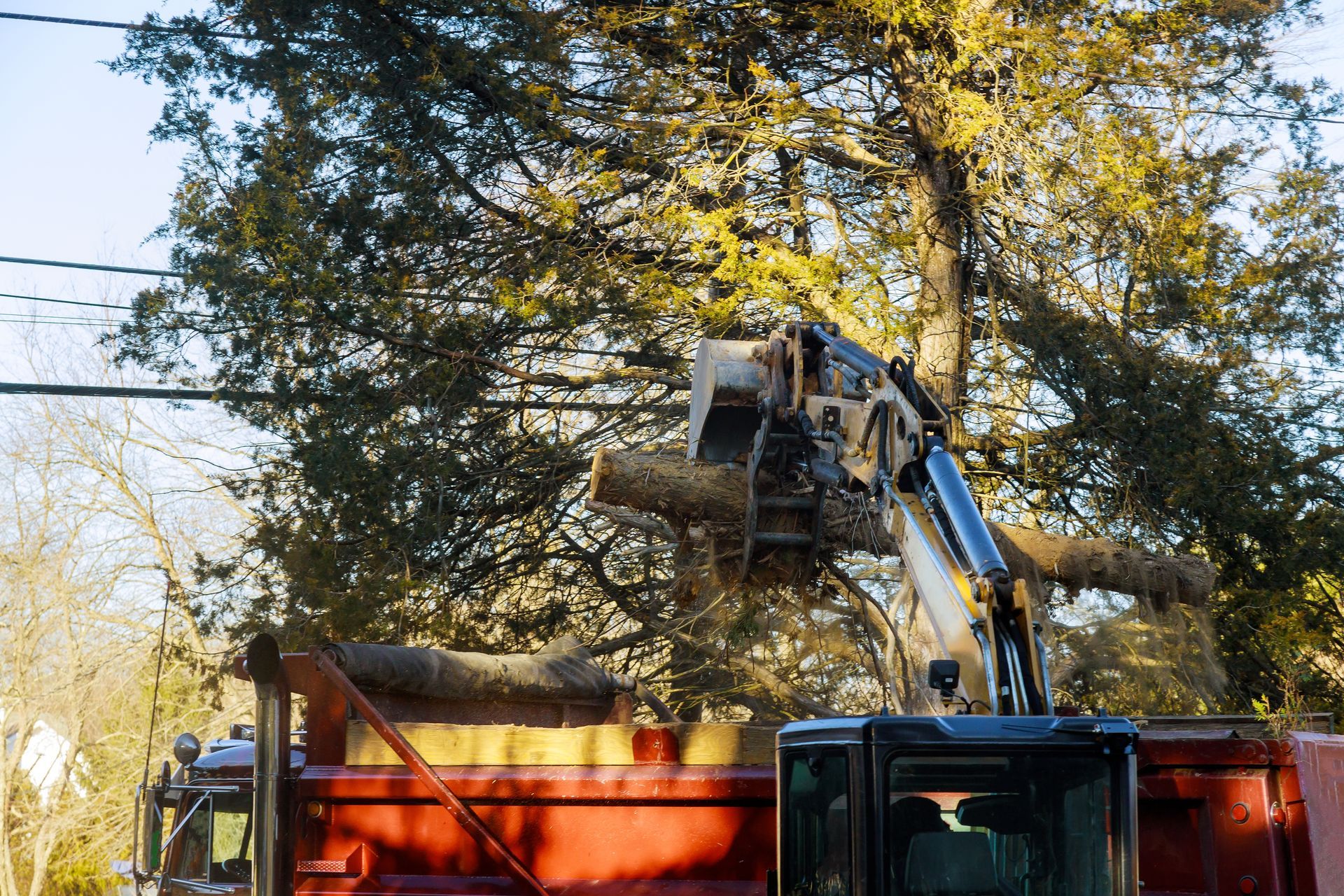 A truck with a crane attached to it is cutting down a tree.