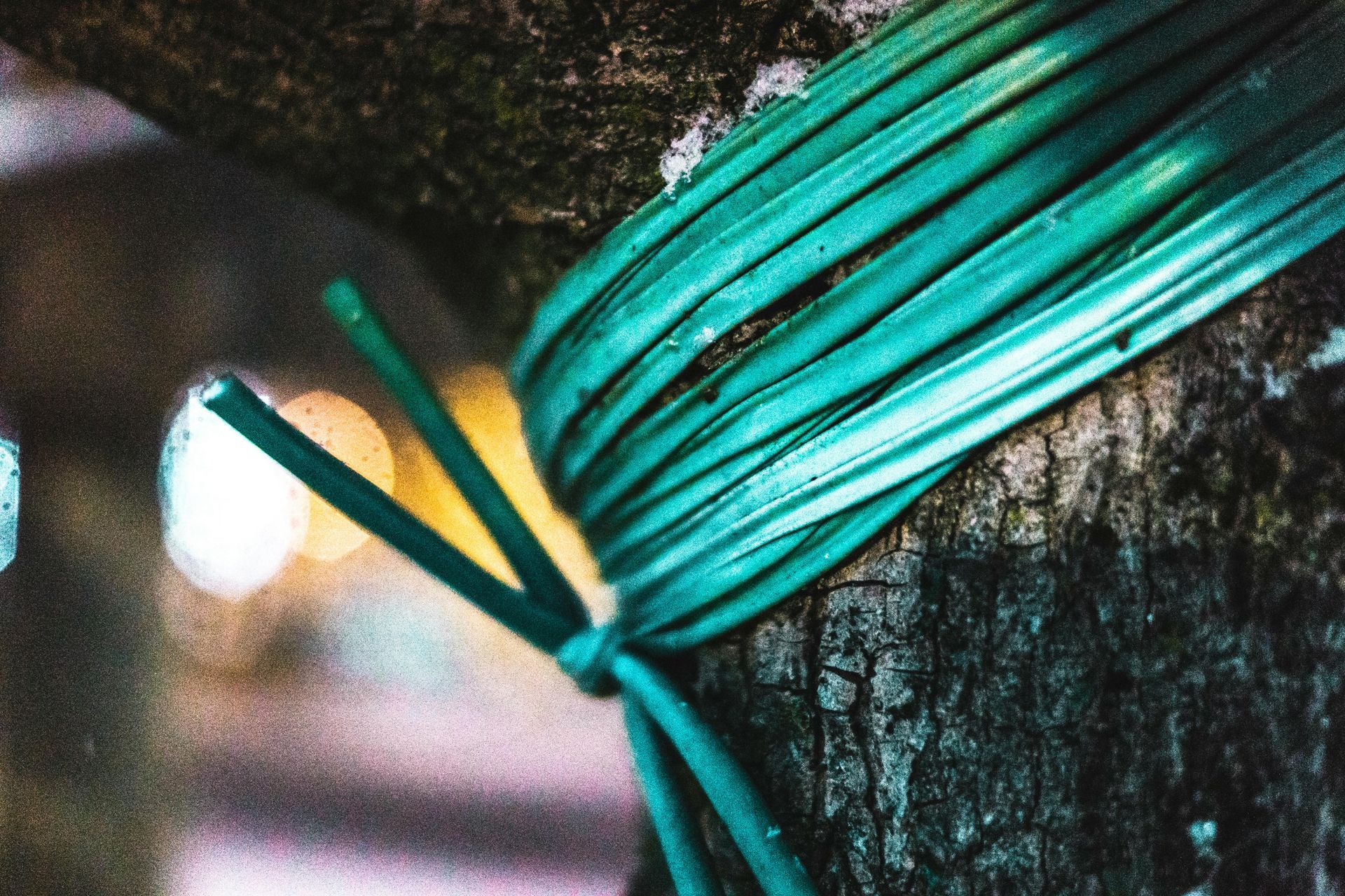 Green tree cabling installed around a tree trunk for support.