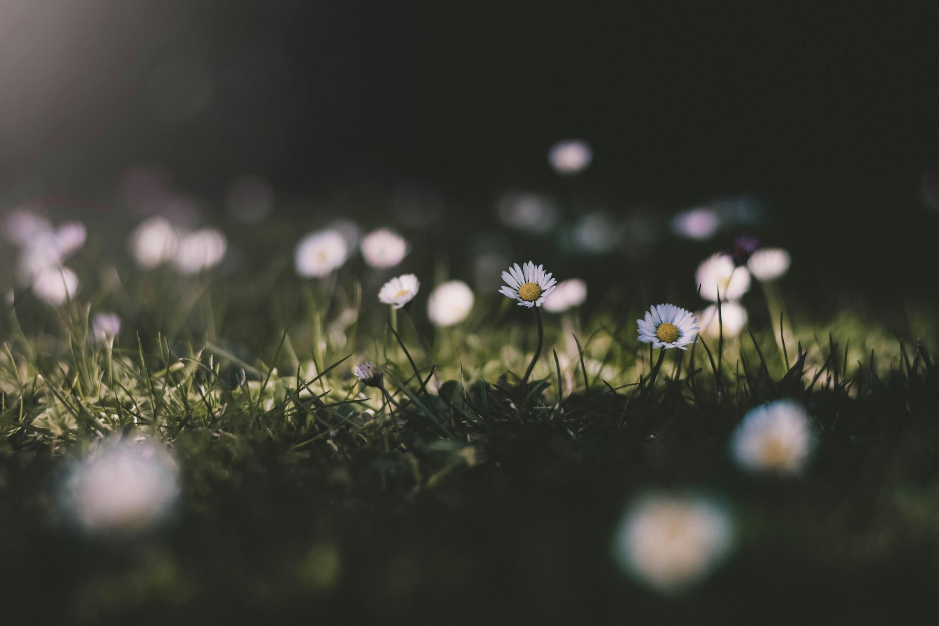 A field of daisies growing in the grass in the dark.