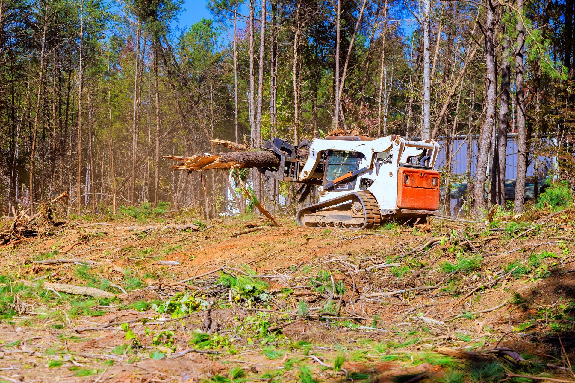 A bulldozer is cutting down trees in a forest.