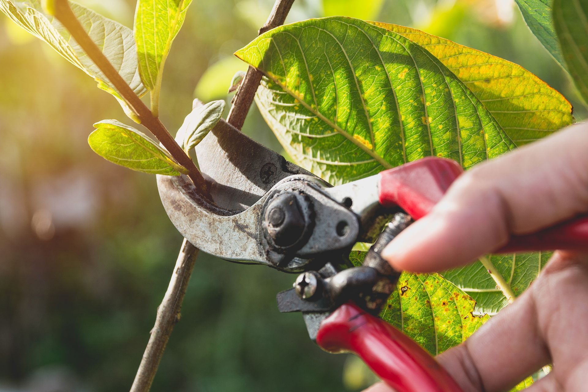A person is cutting a tree branch with a pair of scissors.