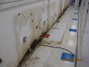 NY Mold Removal | New York Mold Remediation and Testing