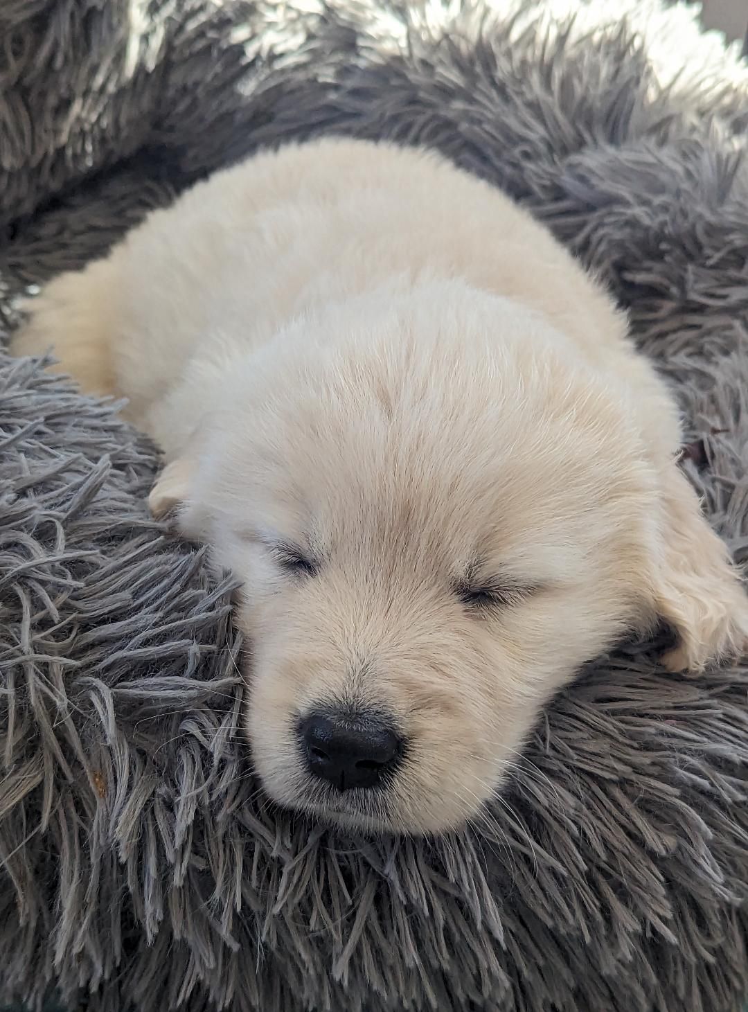 puppy-portrait