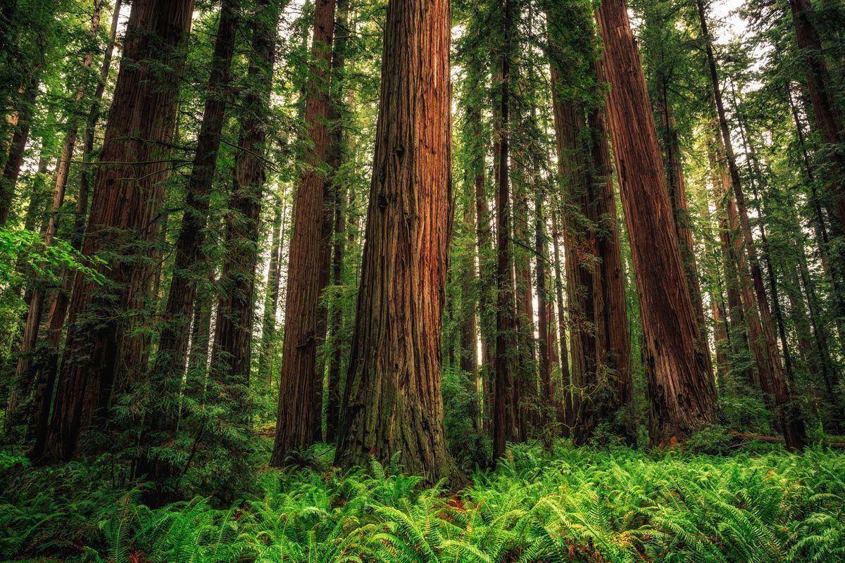 Dense redwood forest with towering tree trunks and lush green ferns