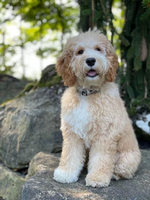 Fluffy cream-colored dog sitting on rocks outdoors with trees in the background