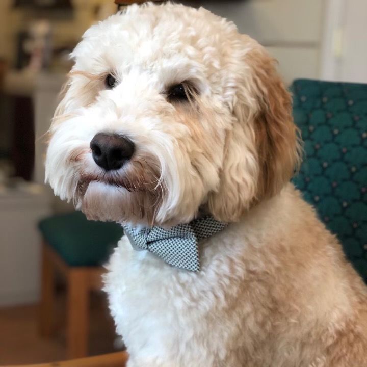 Curly cream-colored dog wearing a blue bow tie, sitting indoors and looking at the camera.