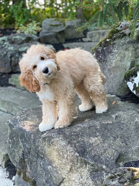 Small cream-colored poodle standing on a rock outdoors with greenery and stone steps behind it