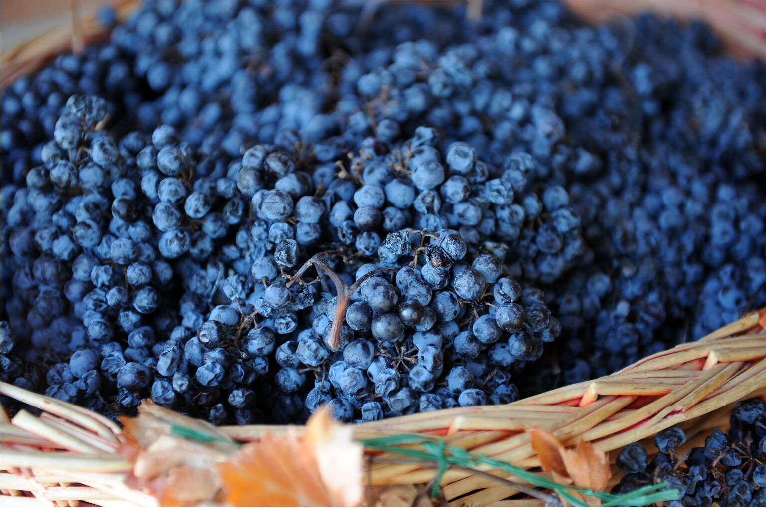 Gedroogde blauwe druiven in een gevlochten mand.