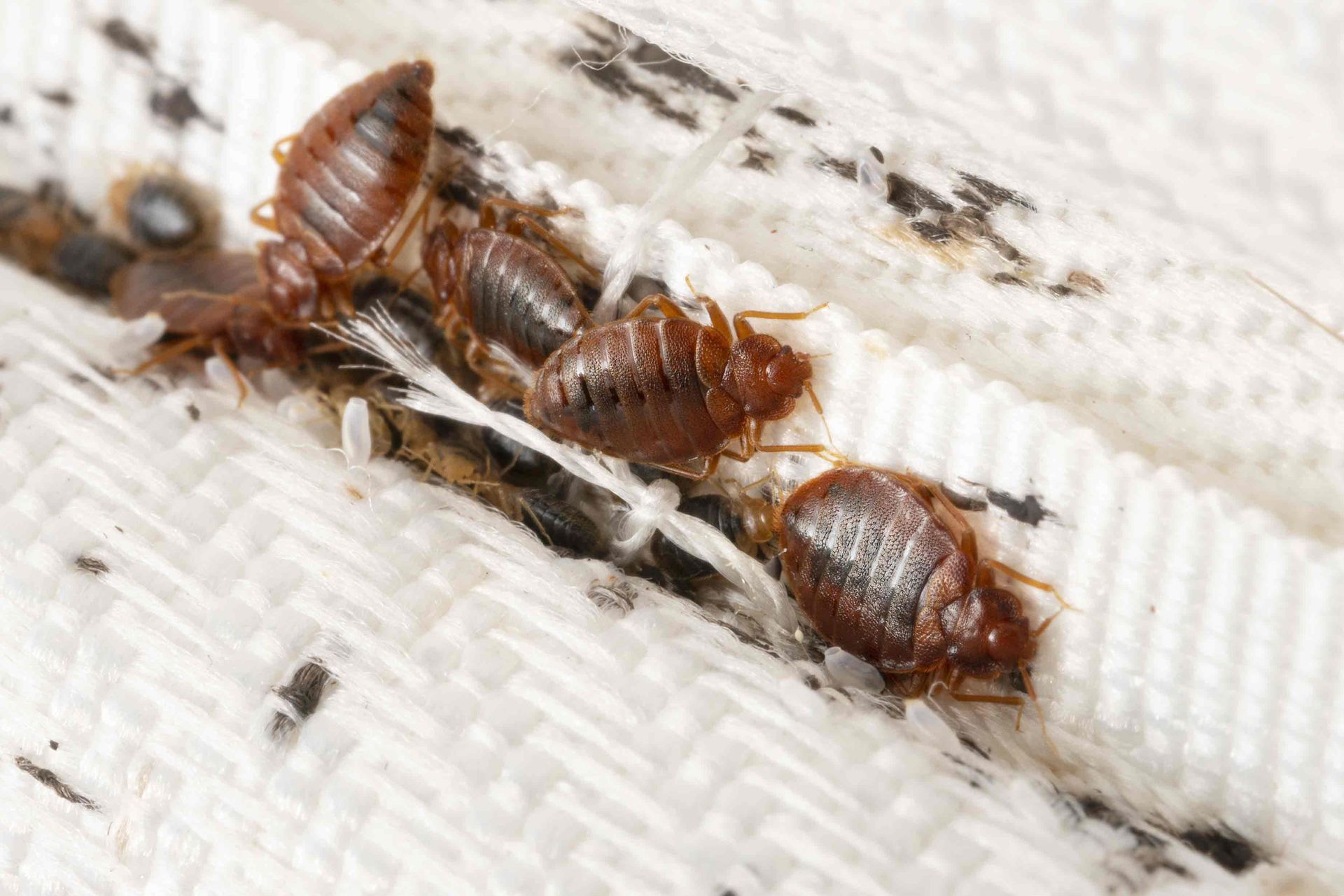 Bed Bugs — Florida Keys, FL — Williams Pest Control