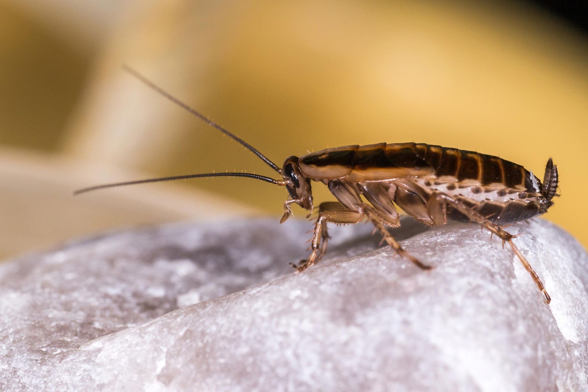 German Cockroaches — Florida Keys, FL — Williams Pest Control