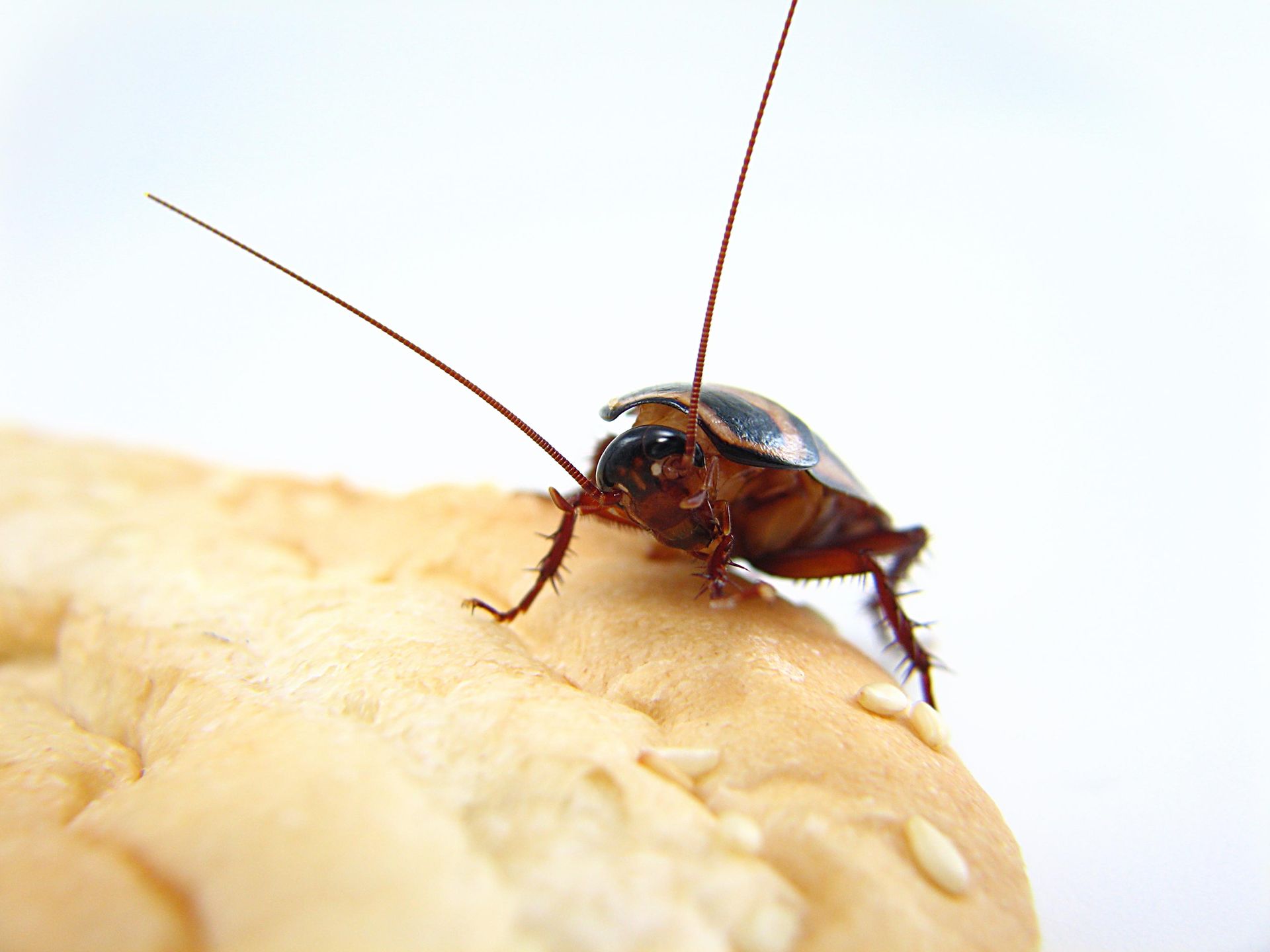 Palmettoo Bugs — Florida Keys, FL — Williams Pest Control