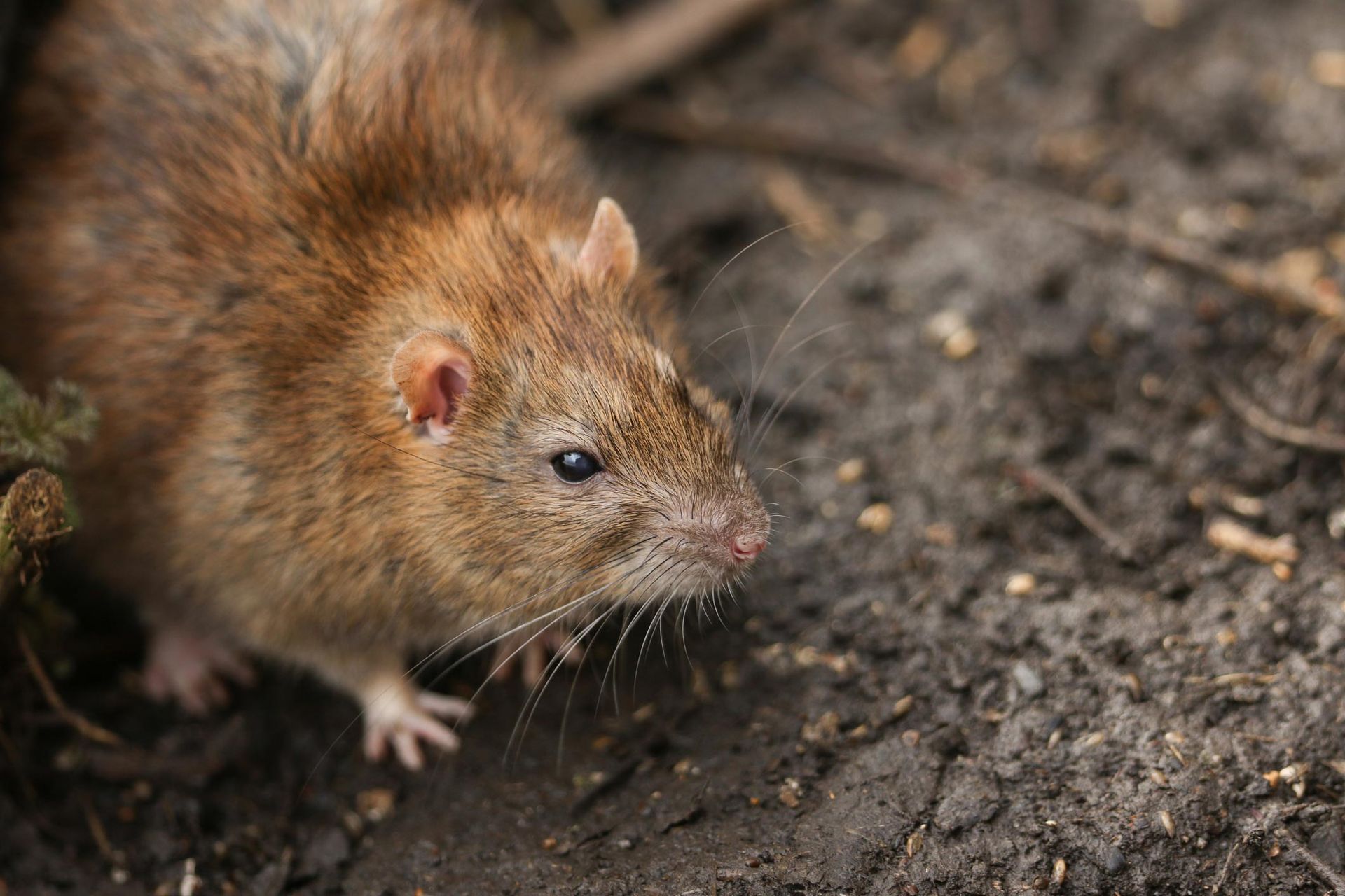 Rodent Conteol — Florida Keys, FL — Williams Pest Control