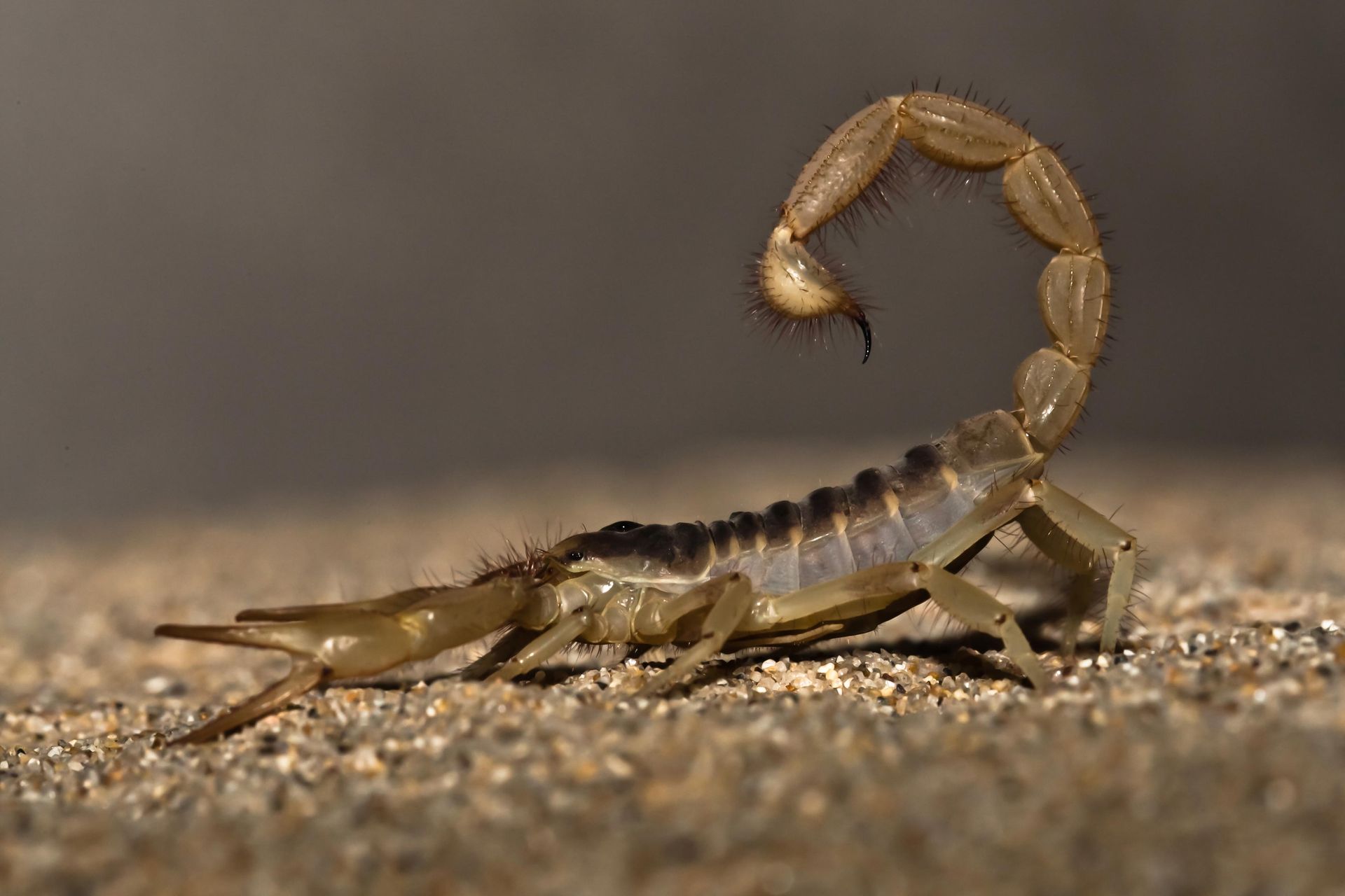 Scorpions Conteol — Florida Keys, FL — Williams Pest Control