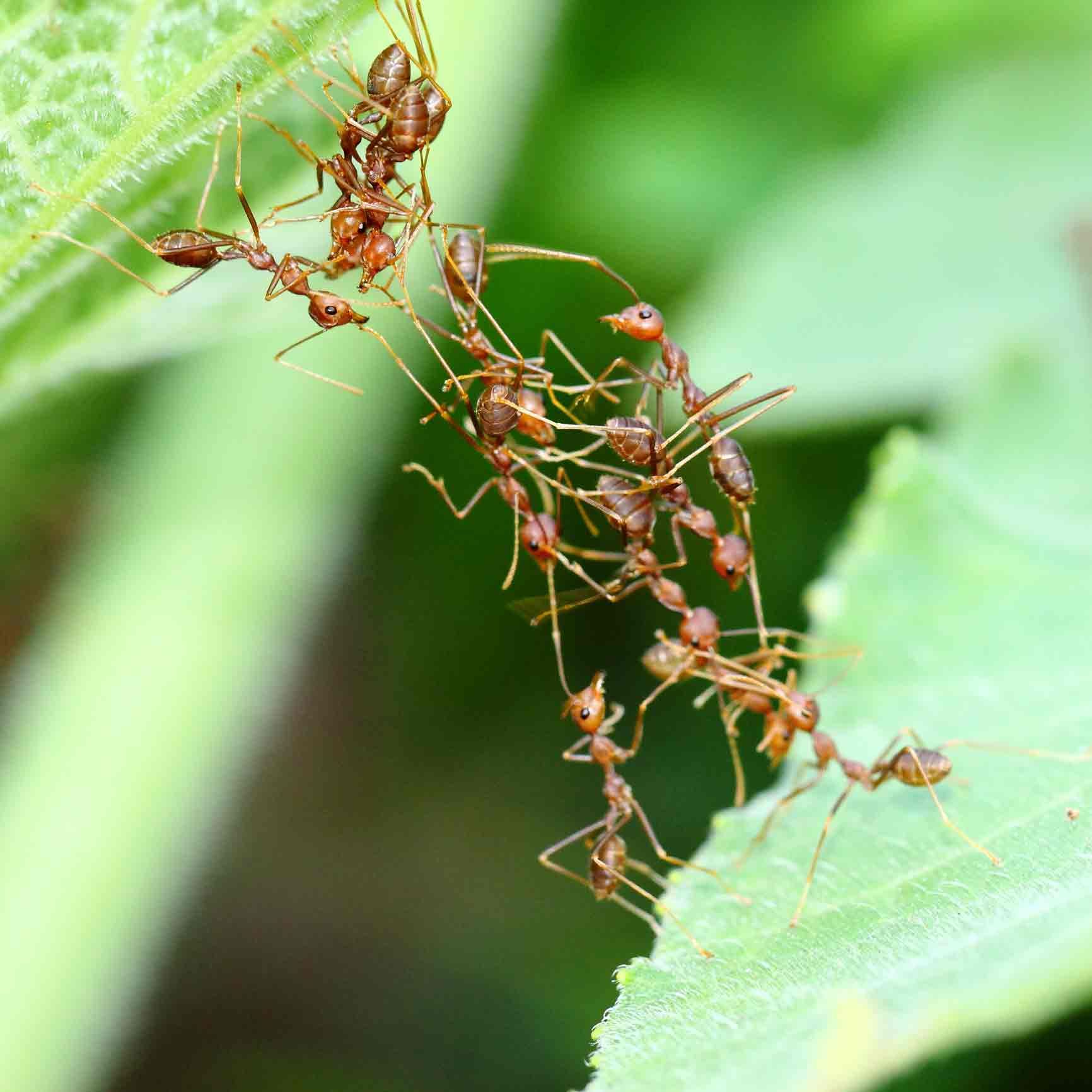 Ants — Florida Keys, FL — Williams Pest Control