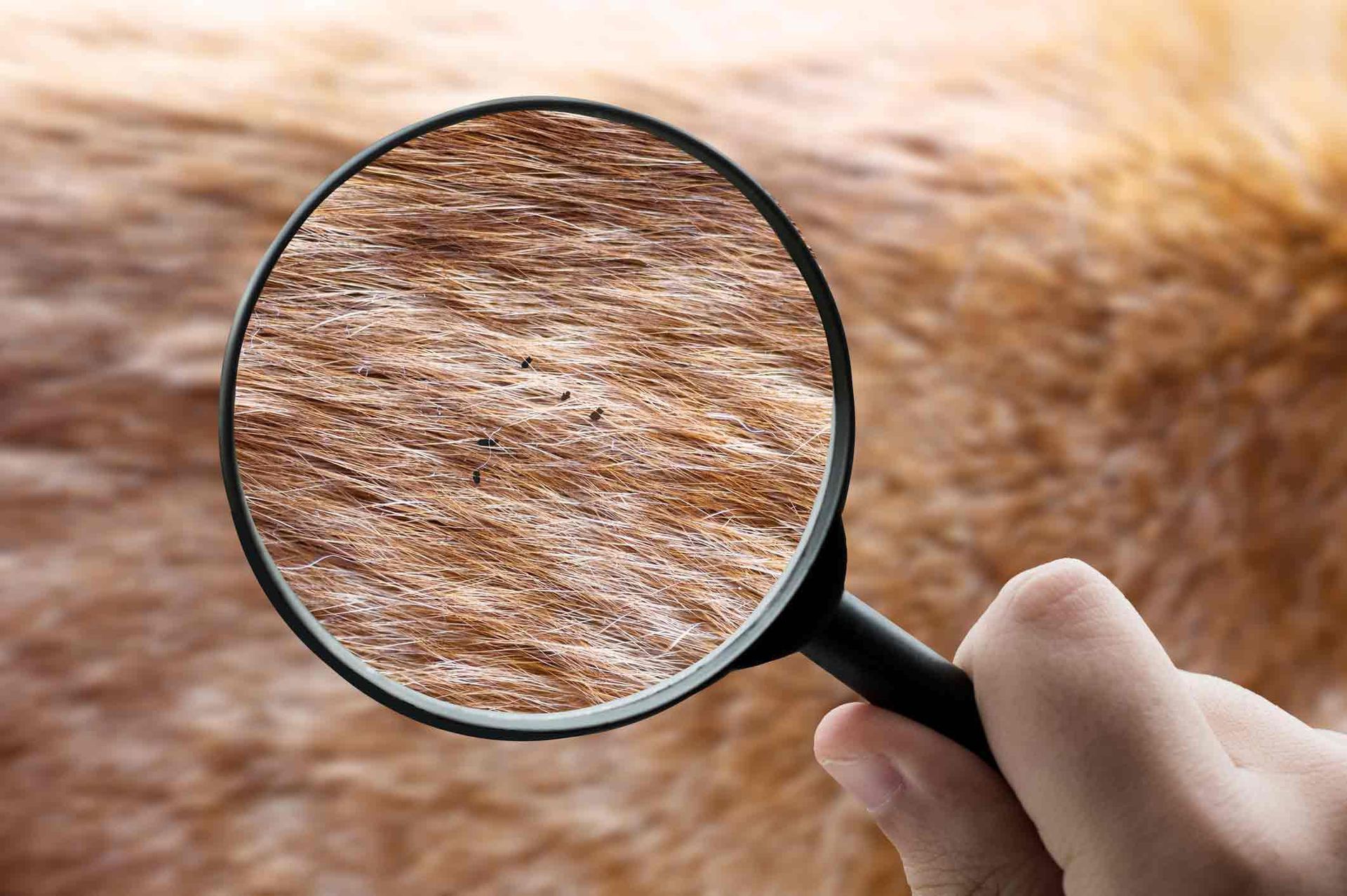 Fleas — Florida Keys, FL — Williams Pest Control