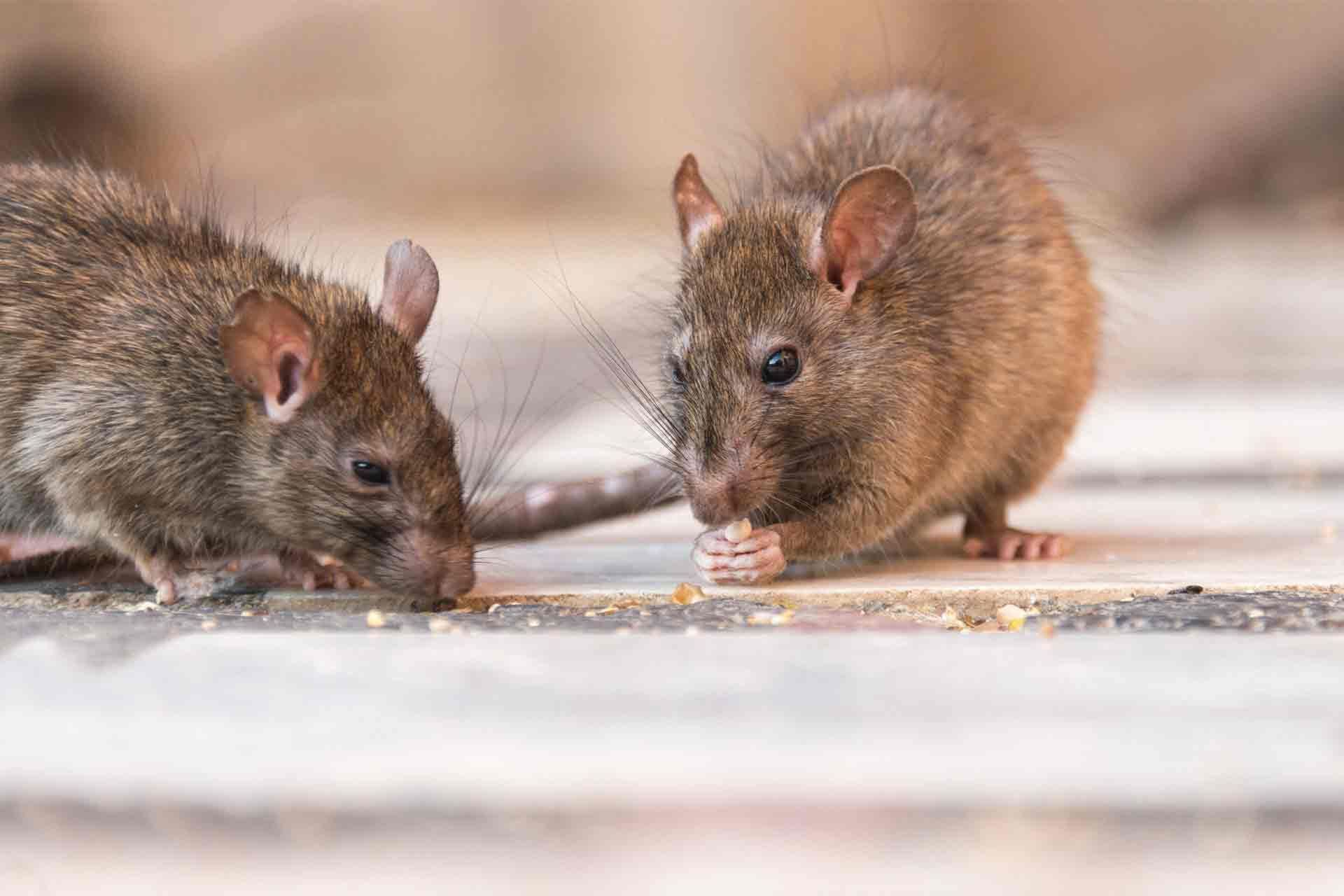 Rodents — Florida Keys, FL — Williams Pest Control