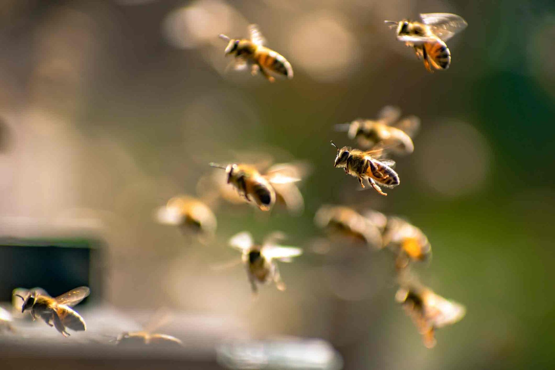 Bees — Florida Keys, FL — Williams Pest Control