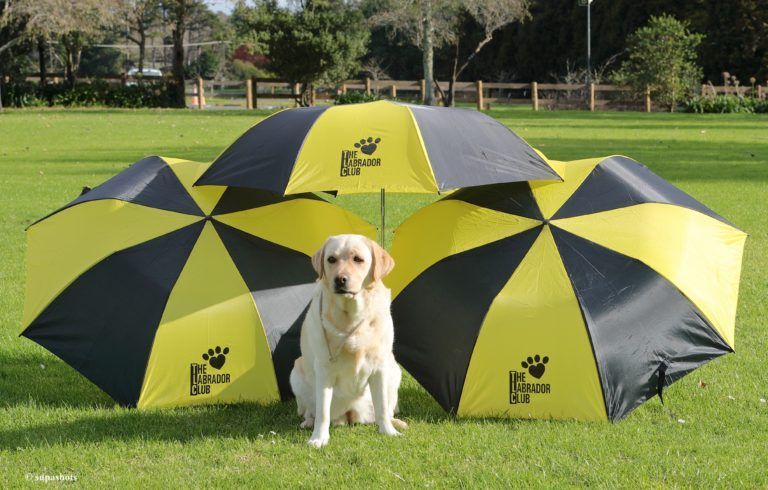 Yellow Labrador sits under umbrellas on grass. Umbrellas are yellow and black.