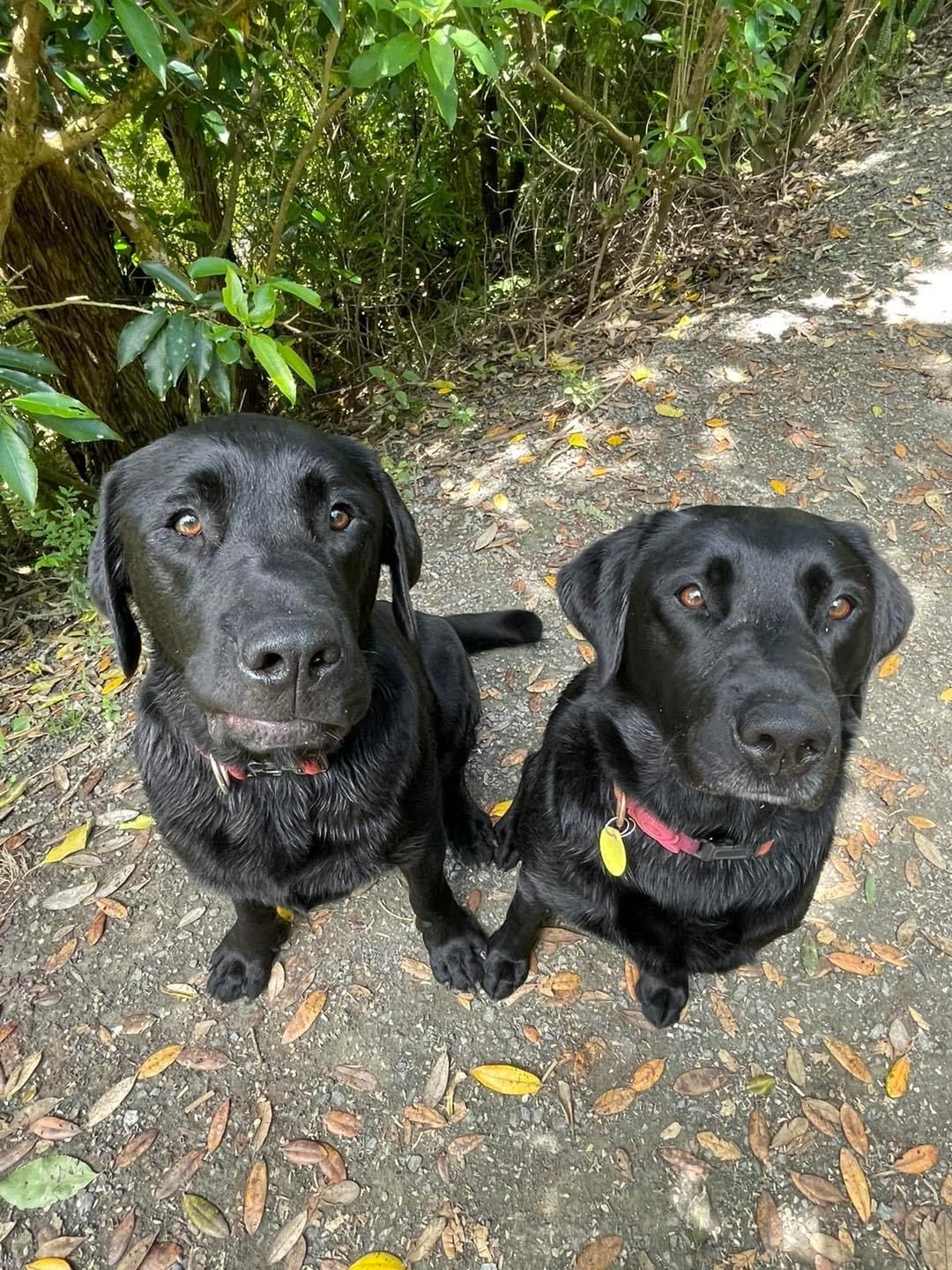 LabradorRescue