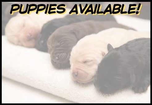Carrickview Labradors
