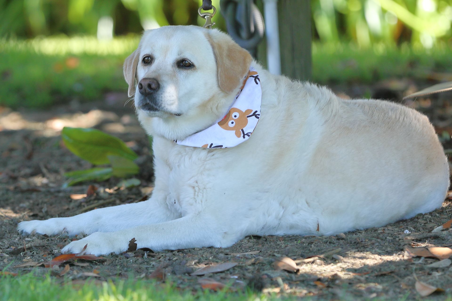 Yellow Labrador Retriever wearing a bandana, laying on the ground, looking alert.