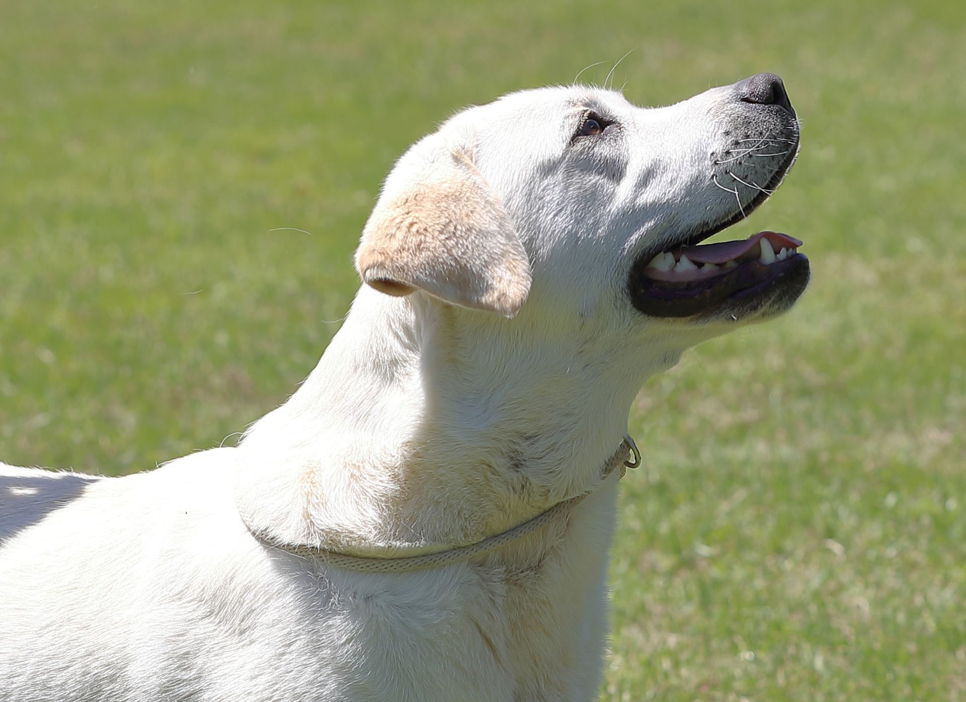 White Labrador dog with mouth open, head raised, on grassy field.