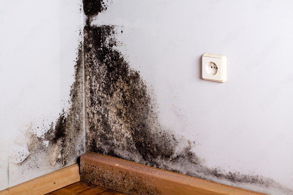 Black mold infestation in the corner of a room's wall.